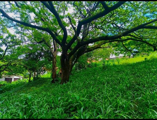 LAND FOR SALE IN MTUNZINI